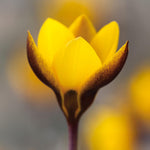Load image into Gallery viewer, Crocus chrysanthus ‘Fuscotinctus’ - 15 Bulbs
