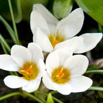 Load image into Gallery viewer, Crocus chrysanthus ‘Ard Schenk’ - 15 Bulbs

