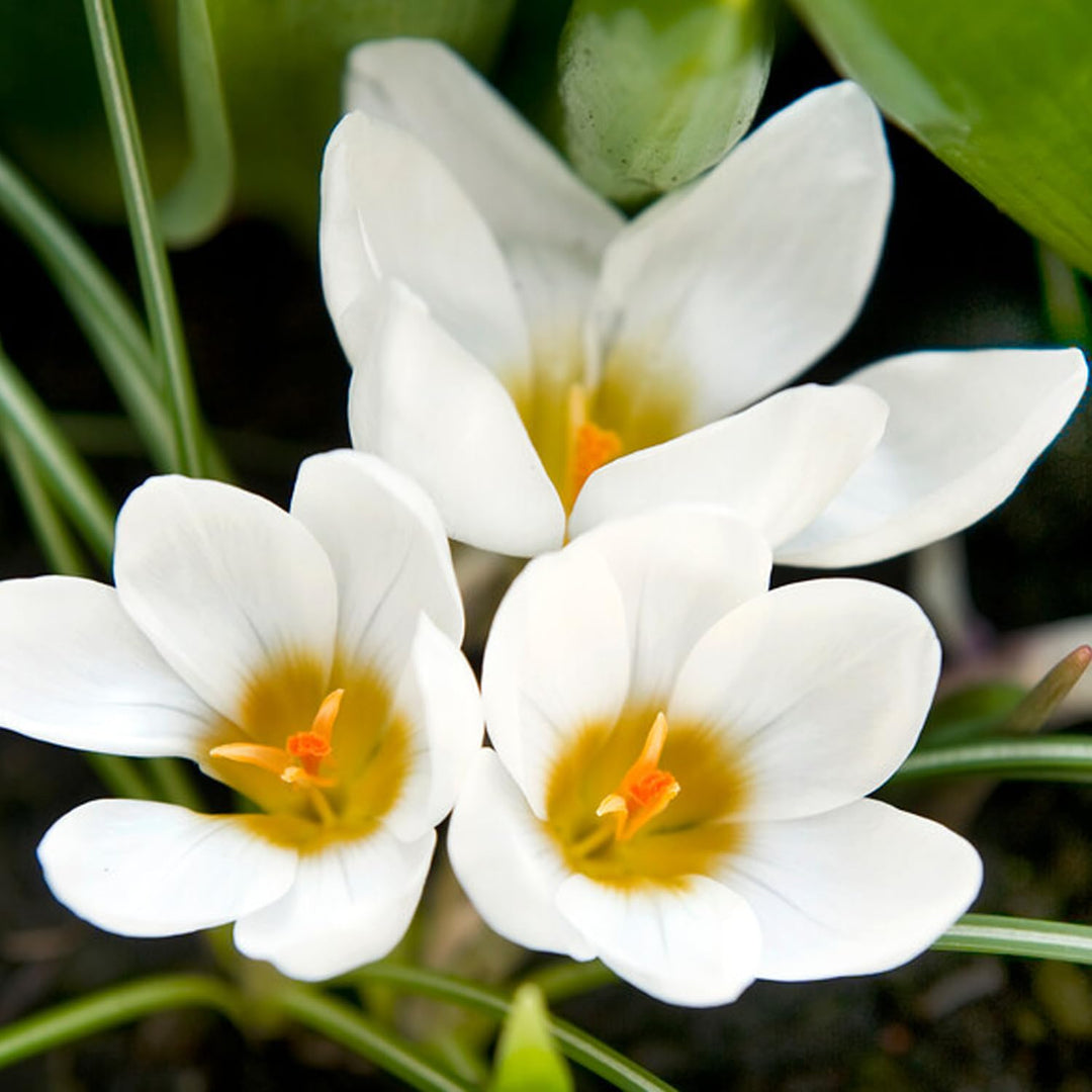 Crocus chrysanthus ‘Ard Schenk’ - 15 Bulbs