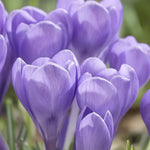 Load image into Gallery viewer, Crocus tommasinianus &#39;Hummingbird&#39; - 15 Bulbs
