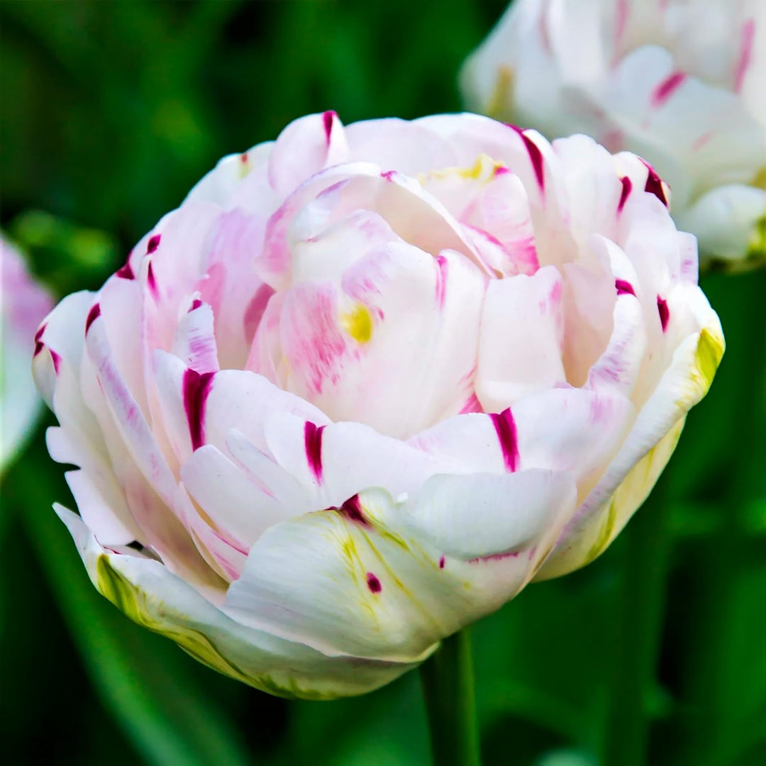 Tulip 'Danceline' (Double Late) - 6 Bulbs