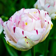 Tulip 'Danceline' (Double Late) - 6 Bulbs