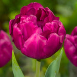 Load image into Gallery viewer, Tulip &#39;Royal Acres&#39; (Double Early) - 8 Bulbs

