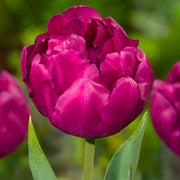 Tulip 'Royal Acres' (Double Early) - 8 Bulbs