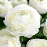 Load image into Gallery viewer, Ranunculus (Buttercups), WHITE - 10 Bulbs
