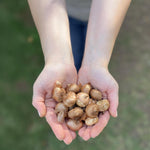 Load image into Gallery viewer, Crocus vernus &#39;Grand Maître&#39; - 10 Bulbs
