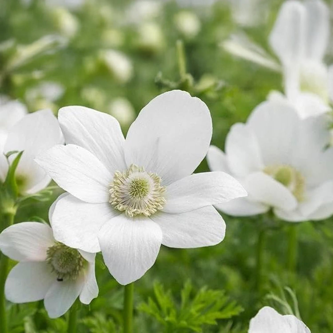 Anemone coronaria 'The Bride' - 10 Bulbs