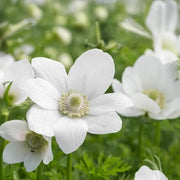 Anemone coronaria 'The Bride' - 10 Bulbs