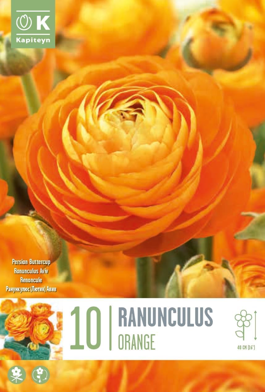 Ranuncoli ARANCIO (10 Bulbi)