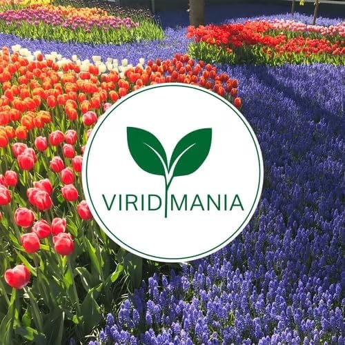 Iris hollandica HARMONY (15 Bulbi)