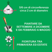 Freesia, MIXED - 30 Bulbs