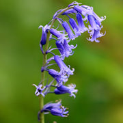 Hyacinthoides non-scripta 'Blue Bells' - 10 Bulbs
