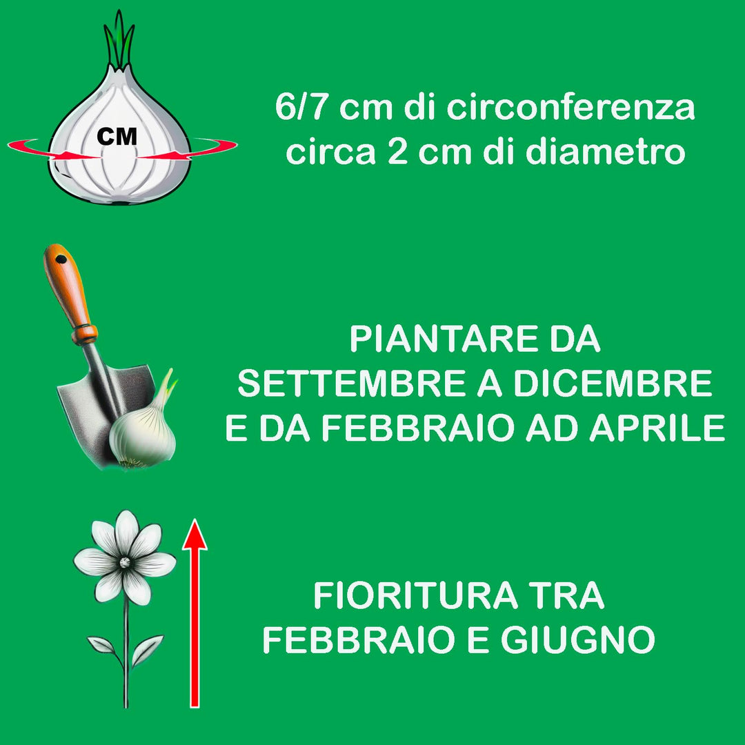 Anemone coronaria 'St. Brigid' Mixed - 15 Bulbs