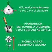 Anemone coronaria 'St. Brigid' Mixed - 15 Bulbs