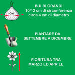 Load image into Gallery viewer, Allium ‘Purple Sensation’ - 5 Bulbs
