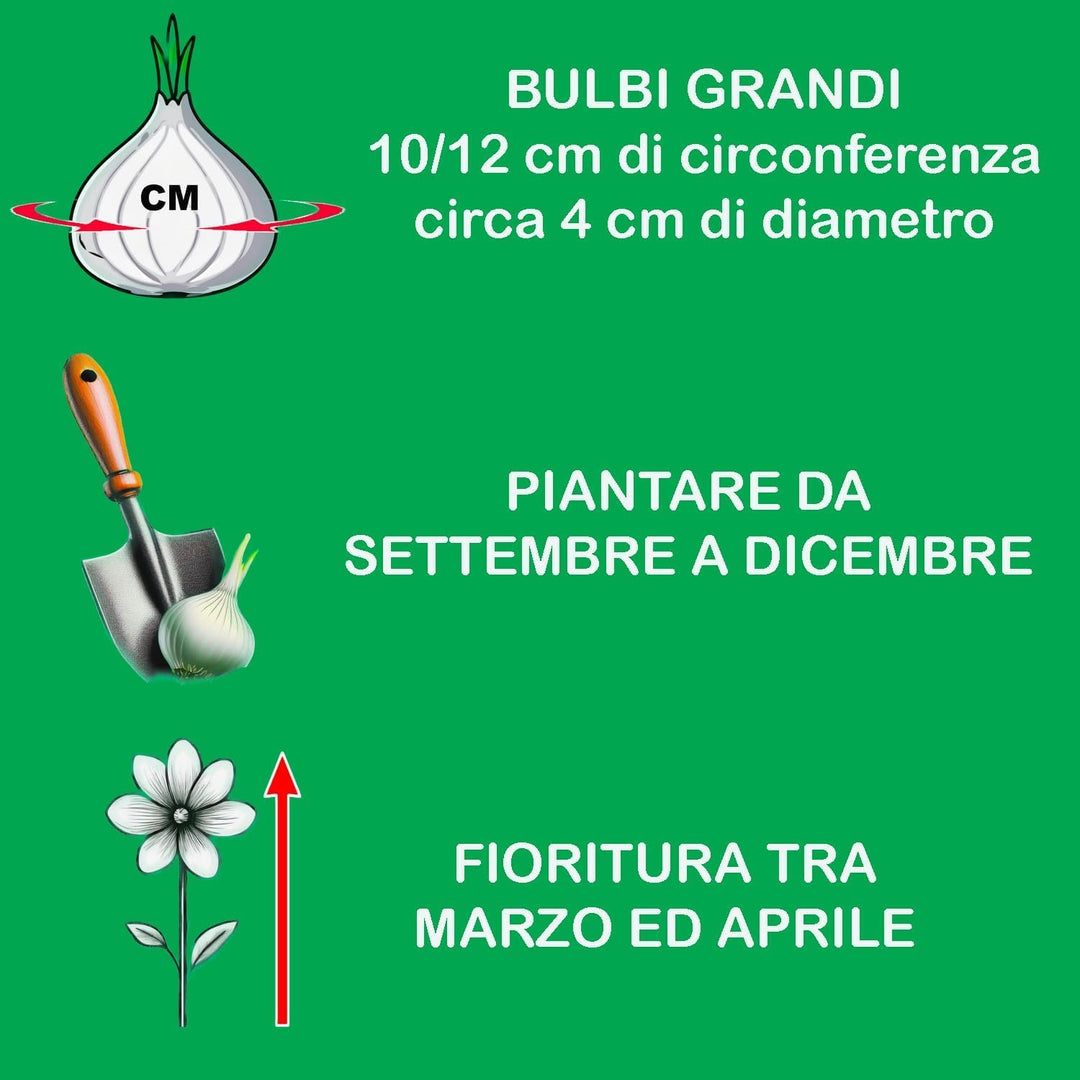 Allium ‘Purple Sensation’ - 5 Bulbs