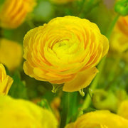 Ranunculus, YELLOW - 10 Bulbs