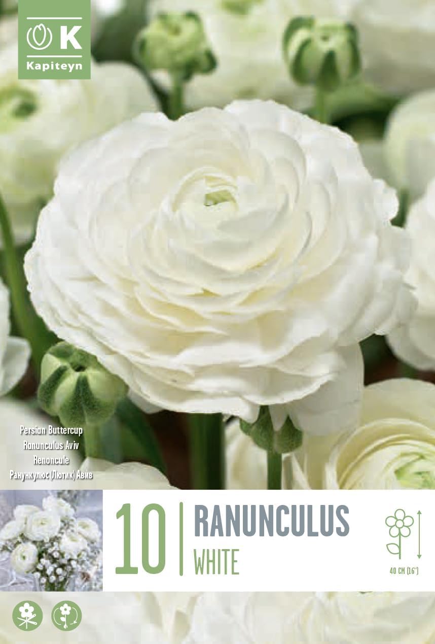 Ranuncoli BIANCHI (10 Bulbi)