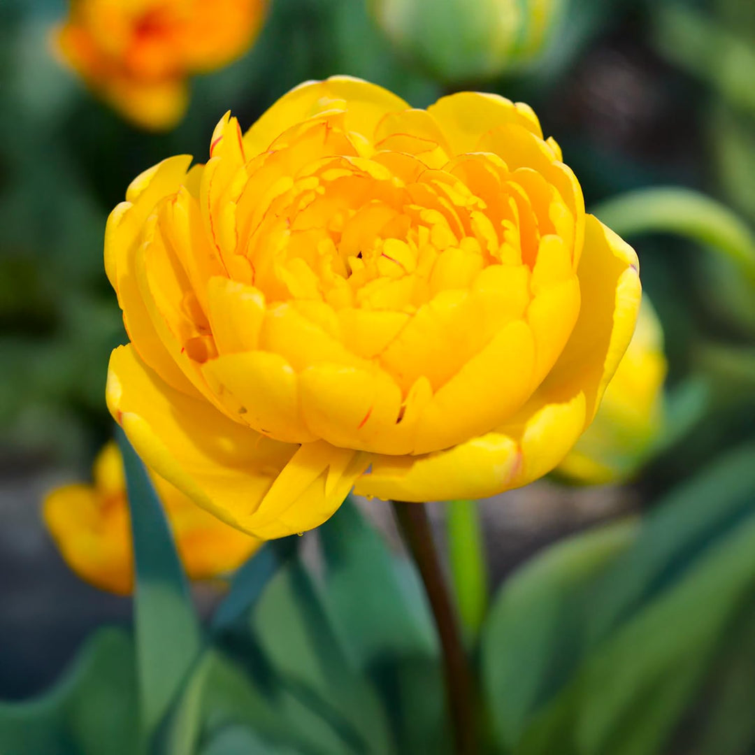 Tulip 'Yellow Pompenette' (Double Late) - 8 Bulbs