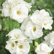 Freesia Double, WHITE - 10 Bulbs