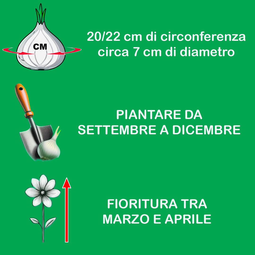 Lilium candidum - 1 Bulb