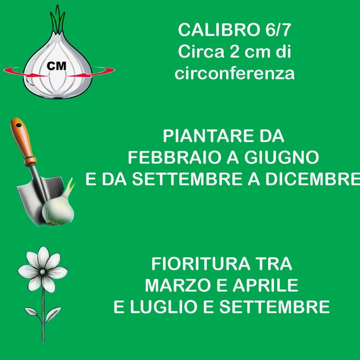 Ranuncoli BIANCHI (10 Bulbi)