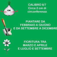 Ranuncoli BIANCHI (10 Bulbi)