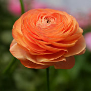 Ranunculus (Buttercups), ORANGE - 10 Bulbs