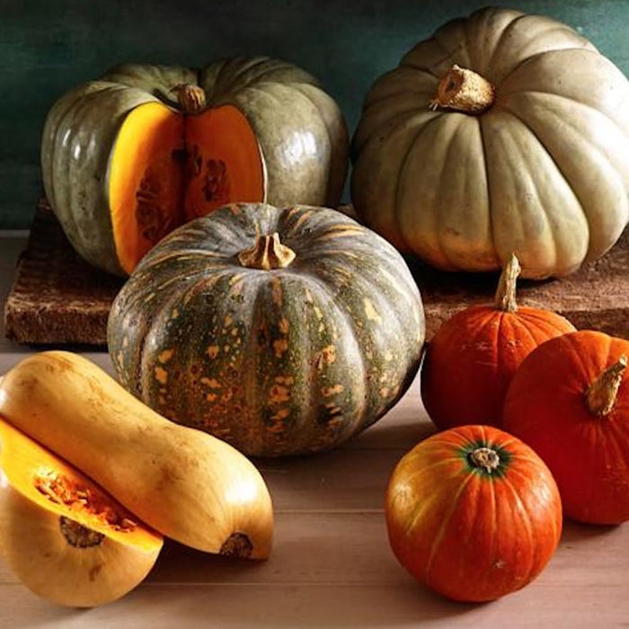 KIT DI SEMENTI DI ZUCCA EDIBILE | 5 Bustine di SEMI | Zucca BUTTERNUT - Zucca DELICA - Zucca MARINA DI CHIOGGIA - Zucca MUSQUEE DE PROVENCE - Zucca RED KURI