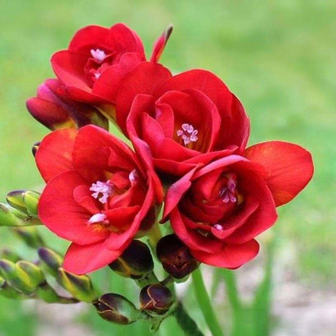 Freesia Double, RED - 10 Bulbs