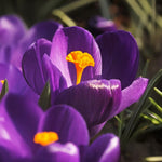Load image into Gallery viewer, Crocus vernus &#39;Flower Record&#39; - 10 Bulbs

