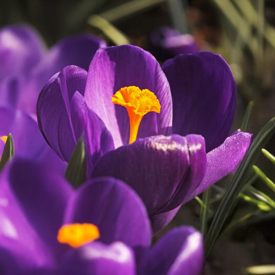 Crocus vernus 'Flower Record' - 10 Bulbs