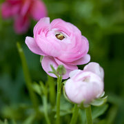 Ranunculus (Buttercups), PINK - 10 Bulbs