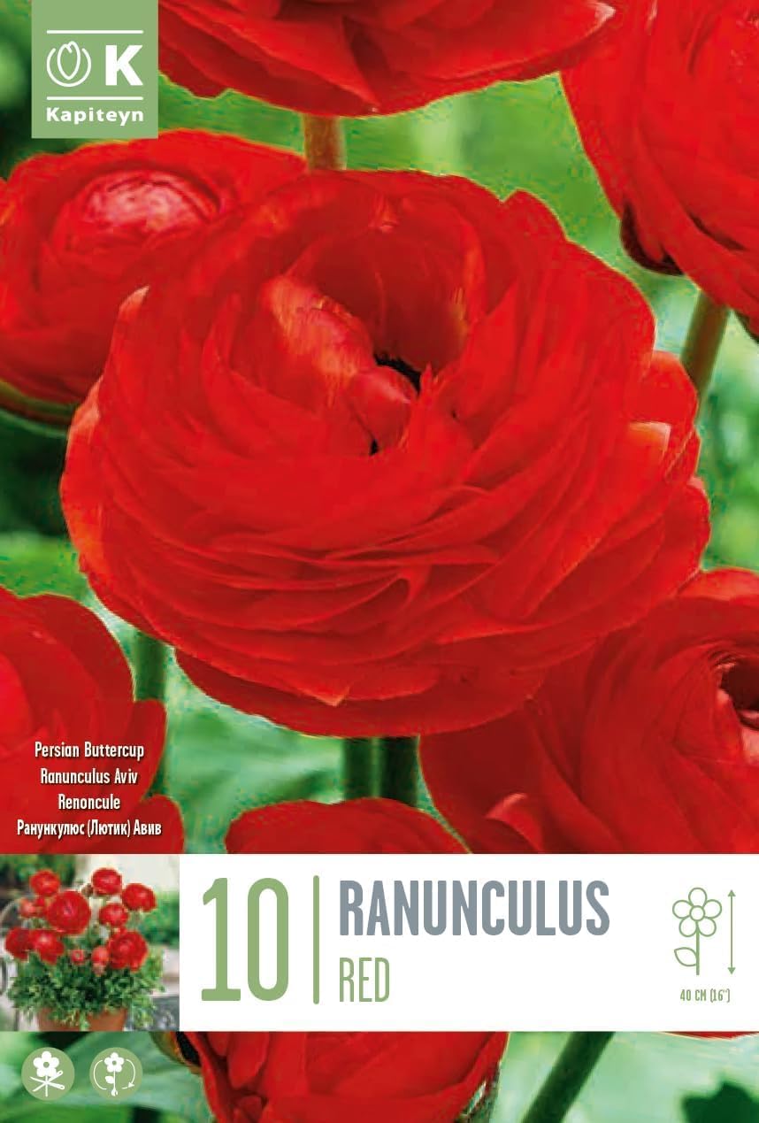 Ranuncoli ROSSI (10 Bulbi)