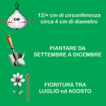 Carica l&#39;immagine nel visualizzatore Galleria, Allium &#39;Summer Drummer&#39; - 3 Bulbi
