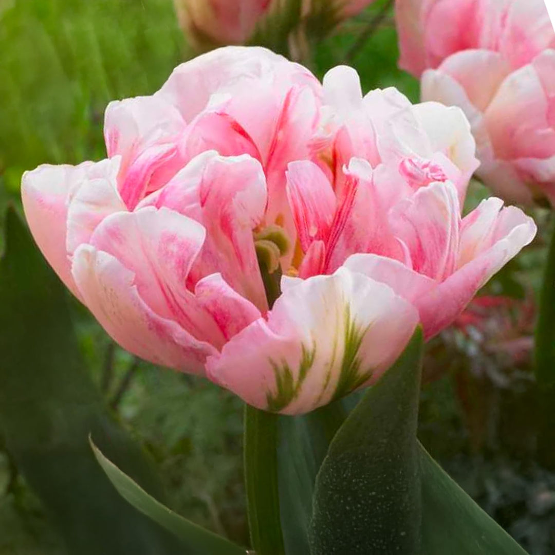 Tulip 'Finola' (Double Late) - 8 Bulbs