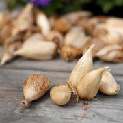 Freesia Single Mix - 15 Bulbs