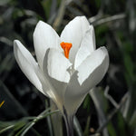 Load image into Gallery viewer, Crocus vernus &#39;Jeanne d&#39;Arc&#39; - 10 Bulbs

