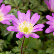Anemone blanda 'Charmer' - 10 Bulbs