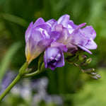 Load image into Gallery viewer, Freesia Double, BLUE - 10 Bulbs
