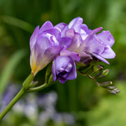 Freesia Double, BLUE - 10 Bulbs