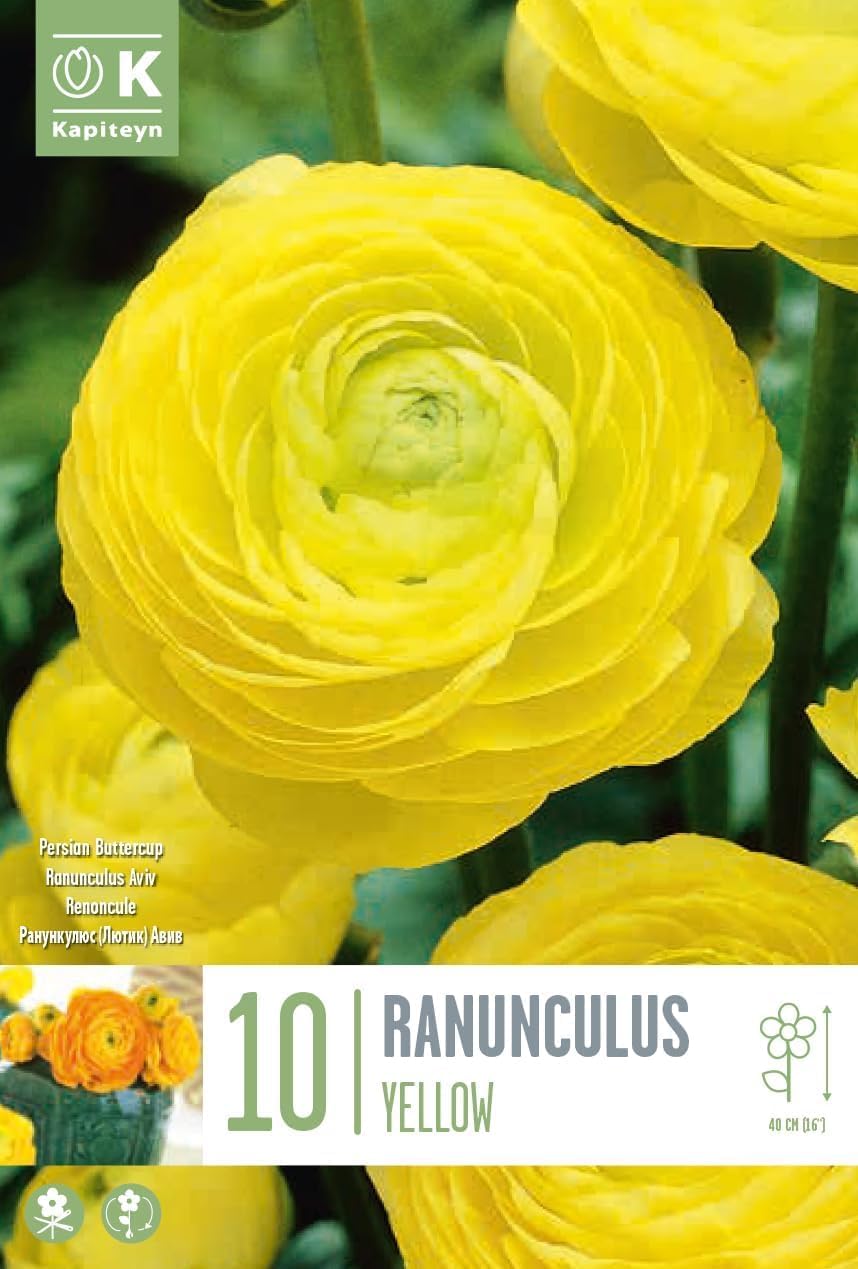 Ranuncoli GIALLI (10 Bulbi)