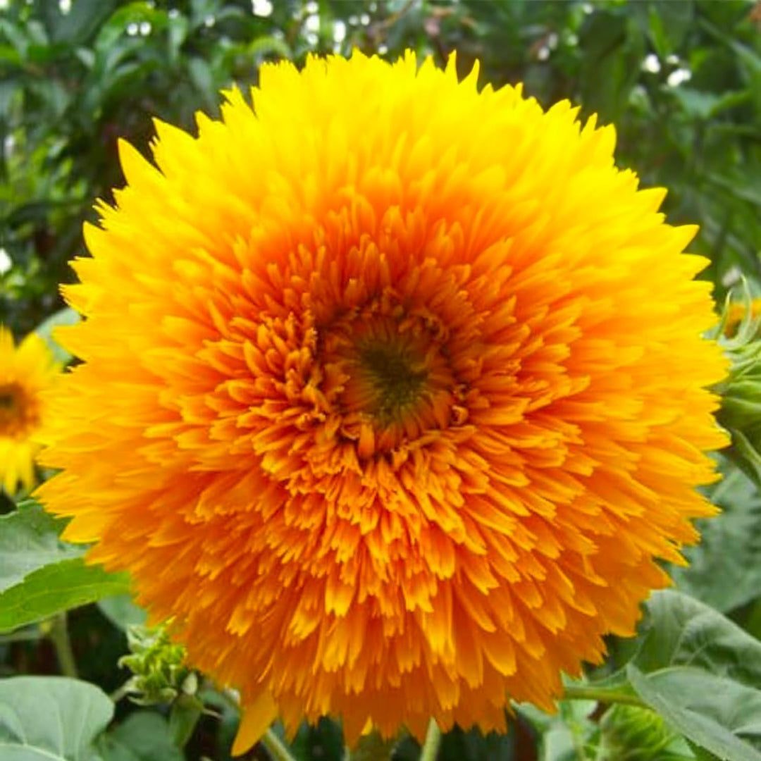 SUNFLOWER SEED KIT | 5 Seed Packets | Abend Sonne | Dwarf Big Smile | Bronze King | Full Sun | Double Dwarf Ornamental