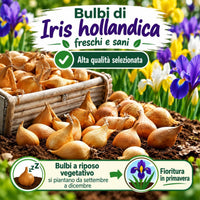 Iris hollandica in miscuglio (50 Bulbi)