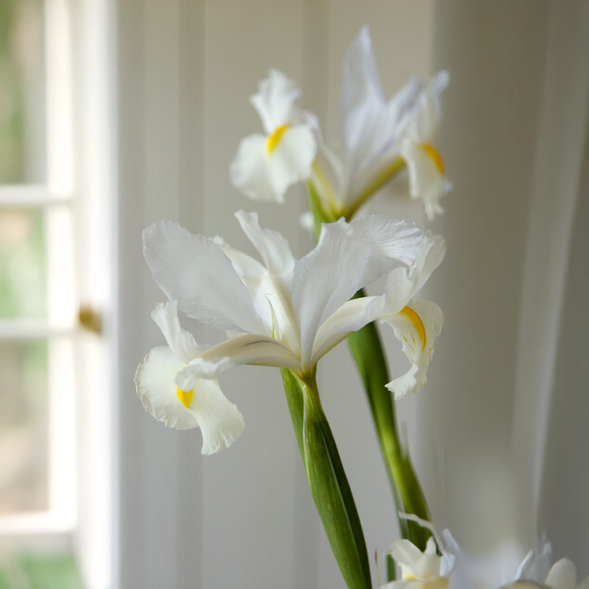 Iris hollandica BIANCHI (10 Bulbi)