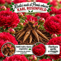 PAEONIA Lactiflora KARL ROSENFIELD (2 Radici)