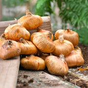 Gladiolus ‘Jakoetsk’ Bulbs (7)