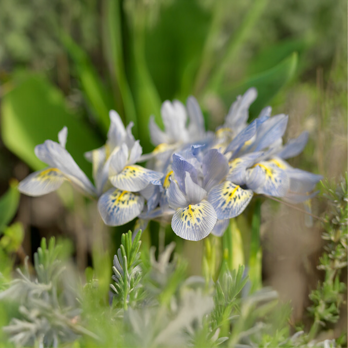 Iris reticulata KATHARINE HODGKIN (10 Bulbi)