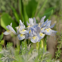 Iris reticulata KATHARINE HODGKIN (10 Bulbi)
