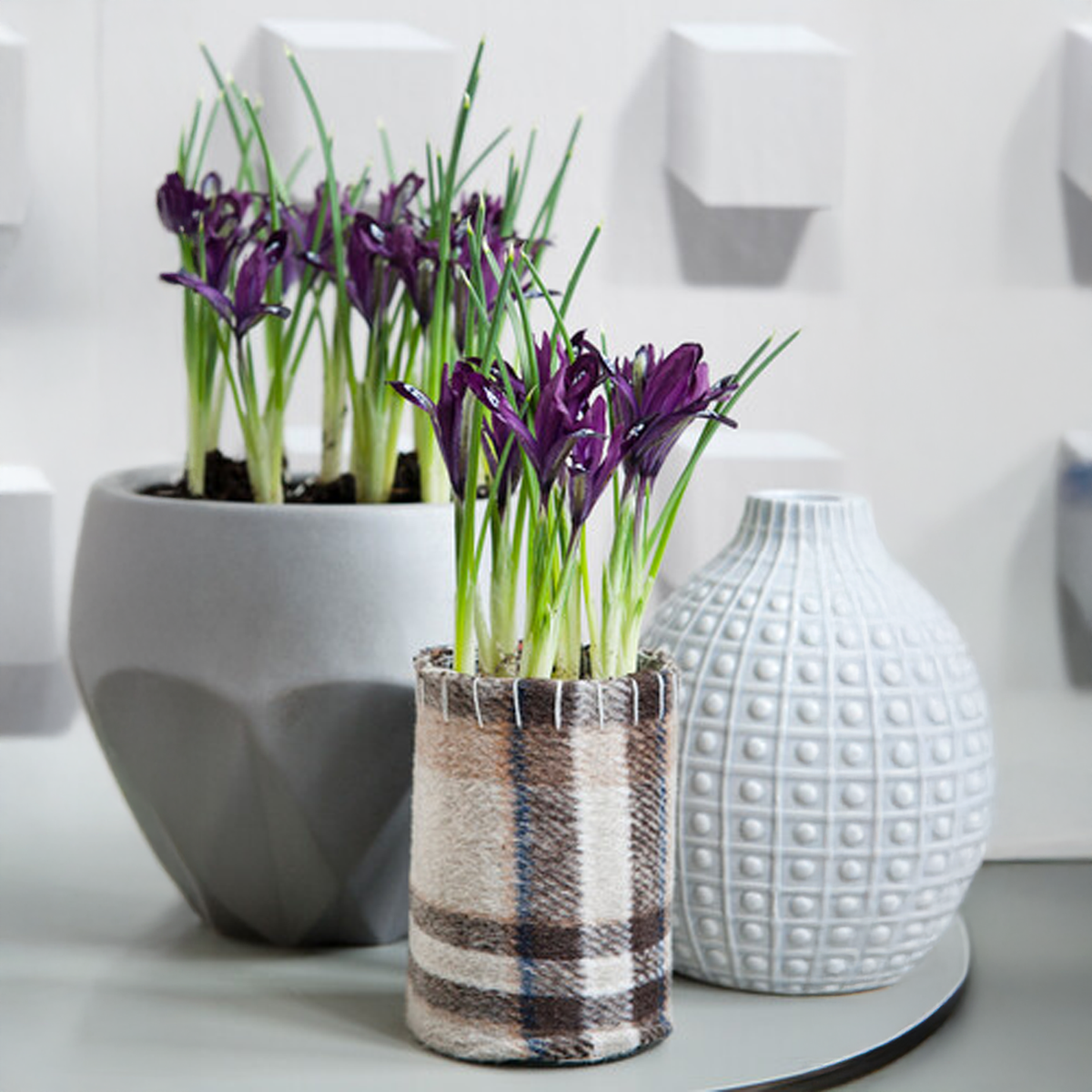 Iris reticulata PAULINE (15 Bulbi)